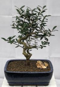 Flowering & Fruiting European Olive Bonsai Tree<br><i>(olea europaea 