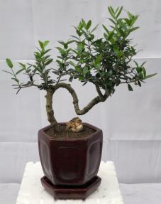 Flowering & Fruiting European Olive Bonsai Tree<br><i>Coiled Trunk Style(olea europaea 