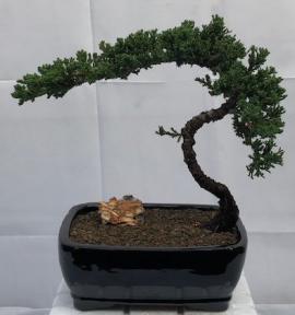 Juniper Bonsai Tree - Trained <br><i>(juniper procumbens nana)</i>