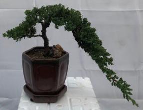 Juniper Bonsai Tree - Trained <br><i>(juniper procumbens nana)</i>