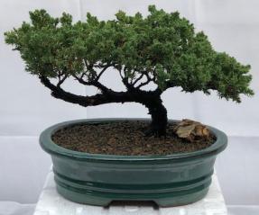 Juniper Bonsai Tree - Trained <br><i>(juniper procumbens nana)</i>