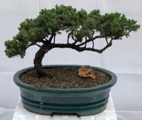 Juniper Bonsai Tree - Trained <br><i>(juniper procumbens nana)</i>