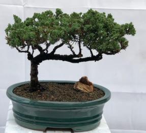 Juniper Bonsai Tree - Trained <br><i>(juniper procumbens nana)</i>