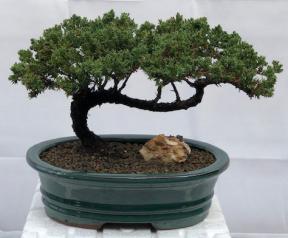 Juniper Bonsai Tree - Trained <br><i>(juniper procumbens nana)</i>