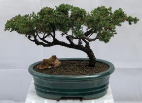 Juniper Bonsai Tree - Trained <br><i>(juniper procumbens nana)</i>