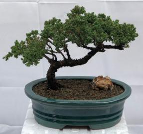 Juniper Bonsai Tree - Trained <br><i>(juniper procumbens nana)</i>