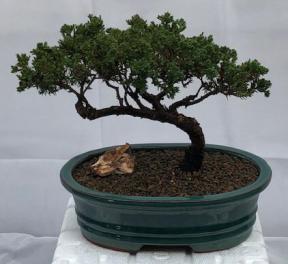 Juniper Bonsai Tree - Trained <br><i>(juniper procumbens nana)</i>