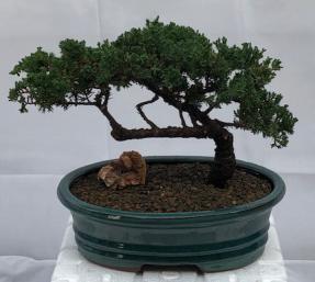 Juniper Bonsai Tree - Trained <br><i>(juniper procumbens nana)</i>