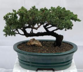 Juniper Bonsai Tree - Trained <br><i>(juniper procumbens nana)</i>