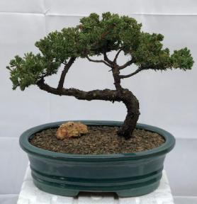 Juniper Bonsai Tree - Trained <br><i>(juniper procumbens nana)</i>