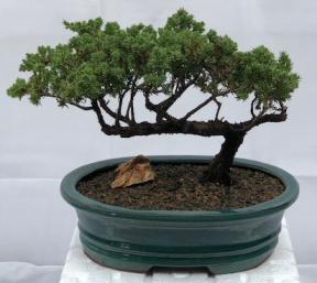 Juniper Bonsai Tree - Trained <br><i>(juniper procumbens nana)</i>