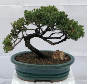 Juniper Bonsai Tree - Trained <br><i>(juniper procumbens nana)</i>