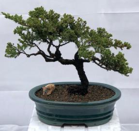 Juniper Bonsai Tree - Trained <br><i>(juniper procumbens nana)</i>