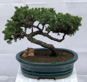 Juniper Bonsai Tree - Trained <br><i>(juniper procumbens nana)</i>