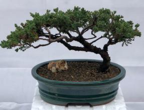 Juniper Bonsai Tree - Trained <br><i>(juniper procumbens nana)</i>