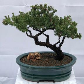 Juniper Bonsai Tree - Trained <br><i>(juniper procumbens nana)</i>