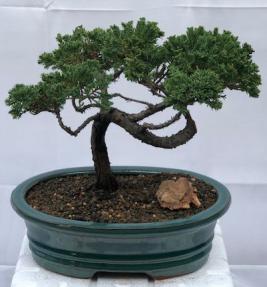 Juniper Bonsai Tree - Trained <br><i>(juniper procumbens nana)</i>