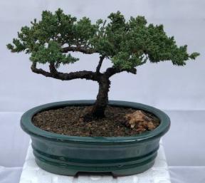 Juniper Bonsai Tree - Trained <br><i>(juniper procumbens nana)</i>