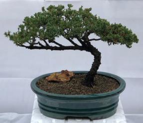 Juniper Bonsai Tree - Trained <br><i>(juniper procumbens nana)</i>