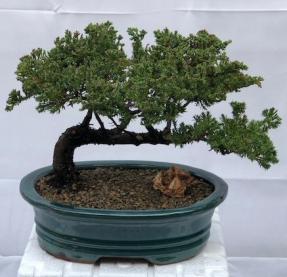 Juniper Bonsai Tree - Trained <br><i>(juniper procumbens nana)</i>