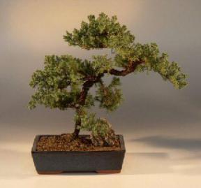 Juniper 