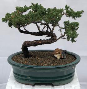 Juniper Bonsai Tree - Trained <br><i>(juniper procumbens nana)</i>