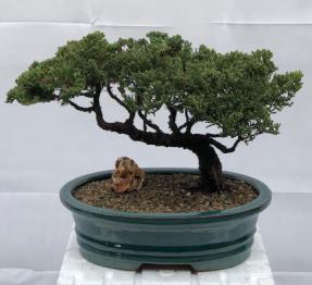 Juniper Bonsai Tree - Trained <br><i>(juniper procumbens nana)</i>