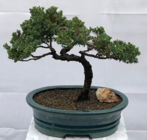 Juniper Bonsai Tree - Trained <br><i>(juniper procumbens nana)</i>