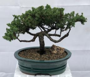 Juniper Bonsai Tree - Trained <br><i>(juniper procumbens nana)</i>