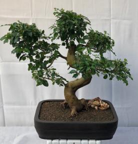 Flowering Ligustrum Bonsai Tree<br>Curved Trunk & Tiered Branching Style<br><i>(ligustrum lucidum)</i>