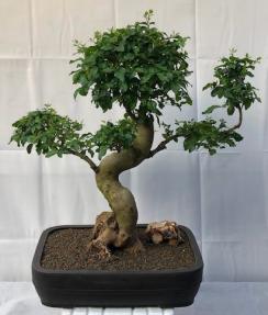 Flowering Ligustrum Bonsai Tree<br>Curved Trunk & Tiered Branching Style<br><i>(ligustrum lucidum)</i>