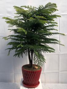 Norfolk Island Pine Bonsai Tree<br><i>(araucaria heterophila)</i><br>