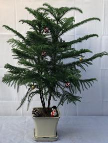 Norfolk Island Pine Bonsai Tree<br>With Holiday Decorations <br><i>(araucaria heterophila)</i><br>