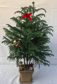 Norfolk Island Pine Bonsai Tree<br>With Holiday Decorations <br><i>(araucaria heterophila)</i><br>