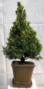 Dwarf Alberta Spruce Bonsai Tree<br><i>(picea glauca conica)</i>