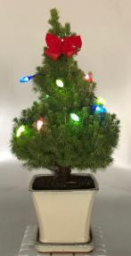 Dwarf Alberta Spruce Bonsai Tree<br><i>With Christmas Lights<br><i>(picea glauca conica)</i>