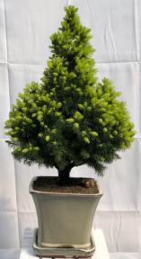 Dwarf Alberta Spruce Bonsai Tree<br><i>(picea glauca conica)</i>