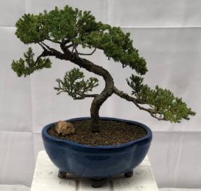 Juniper Bonsai Tree - Trained <br><i>(juniper procumbens nana)</i>