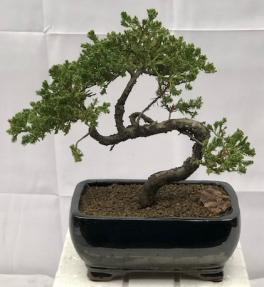 Juniper Bonsai Tree - Trained <br><i>(juniper procumbens nana)</i>