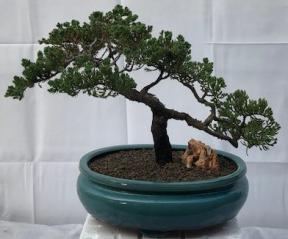 Juniper Bonsai Tree - Trained <br><i>(juniper procumbens nana)</i>