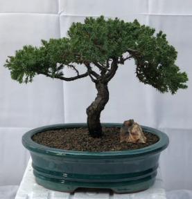 Juniper Bonsai Tree - Trained <br><i>(juniper procumbens nana)</i>