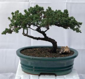 Juniper Bonsai Tree - Trained <br><i>(juniper procumbens nana)</i>