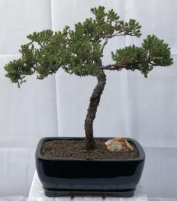 Juniper Bonsai Tree - Trained <br><i>(juniper procumbens nana)</i>