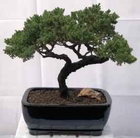 Juniper Bonsai Tree - Trained <br><i>(juniper procumbens nana)</i>