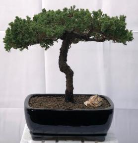 Juniper Bonsai Tree - Trained <br><i>(juniper procumbens nana)</i>