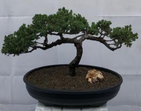 Juniper Bonsai Tree - Trained <br><i>(juniper procumbens nana)</i>