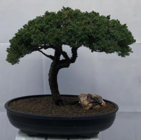 Juniper Bonsai Tree - Trained <br><i>(juniper procumbens nana)</i>