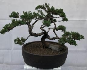 Juniper Bonsai Tree - Trained <br><i>(juniper procumbens nana)</i>