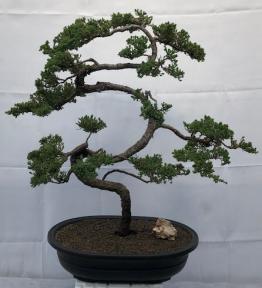 Juniper Bonsai Tree - Trained <br><i>(juniper procumbens nana)</i>