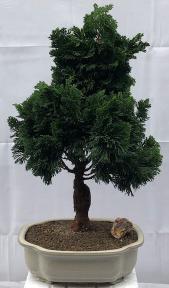 Hinoki Cypress Bonsai Tree<br><i>(chamecyparis obtusa 'Nana Gracilis')</i>